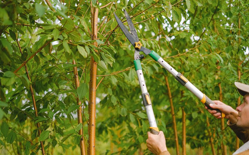 Tree trimming in Galloway, WV